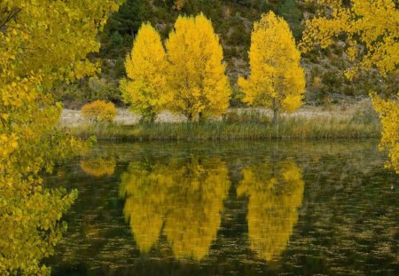 Poplar Trees, Spain - lake, autumn, trees, day, daylight, water, path, nature, forest, yellow, reflection, river