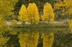 Poplar Trees, Spain