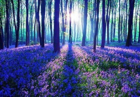 Sunlight Peeking Over Lavender Beauty