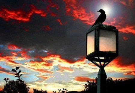 Raven Sunset in Paris - nature, france, sunset, paris, raven, lamp post