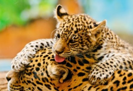 Leopard - mam, a leopard, fun, small