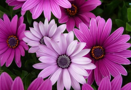 Cape Marigolds - cape marigolds, colors, purple, flowers