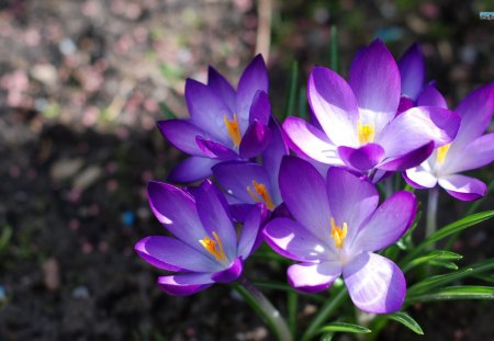 Iridaceous Beauty - purple, crocus, flowers, lovely