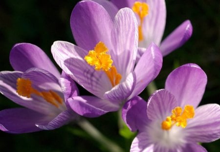 The First Flowers of Spring - flowers, spring, iridaceous, crocus