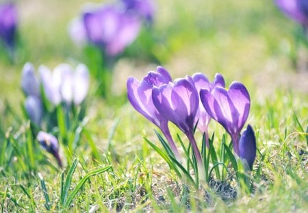 Crocus Valley - flowers, valley, crocus, grass