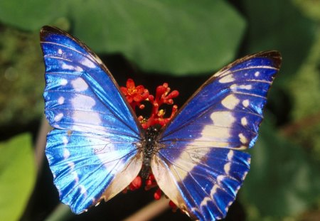 Beauty of Nature - nature, beauty, butterfly, plant, insect