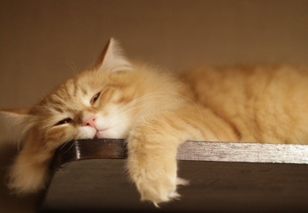 Lazy day :) - cute, sleeping, animals, cat