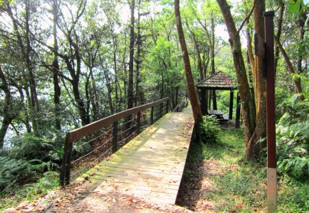 pavilion  and trails - pavilion, forest, autumn leaves, trails