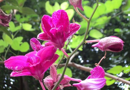 Beautiful flowers - flowers, beautiful, pink, brightly