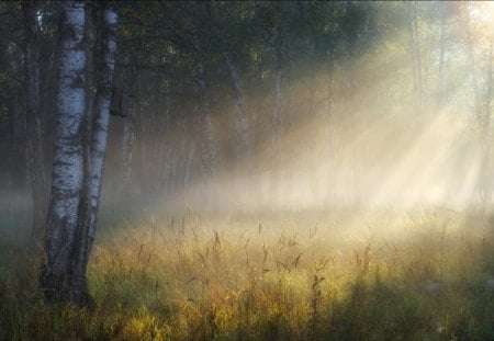 Sunshine in forest - morning, sunshine, trees, sun, shine, nature, forest, beautiful, splendor, fog, colors