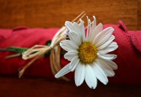 White oneâ™¥ - love, daisy, one, lovely, entertainment, bright, white, lonely, yellow, forever, red, party, single, flower