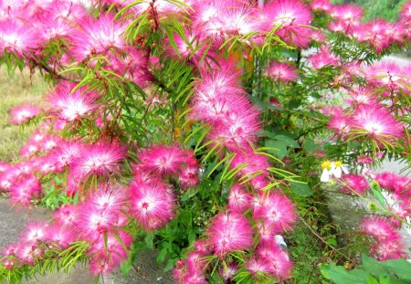 Calliandra brevipes - flowers, pretty, lovely, pink