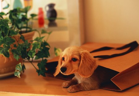 Hiding Inside The Paper Bag - paper, bag, hiding, dog