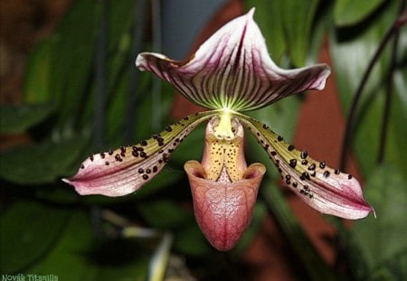 RARE ORCHID - flowers, blooms, tropical, unusual, exotic, orchids