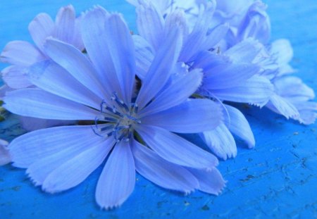 BLUE CALM - tranquility, colour, cool, peaceful, blue, blooms, flowers, daisies