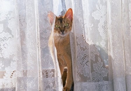 CURTAIN CALL - pets, ginger, windows, curtains, cats, pose, lace, kitties