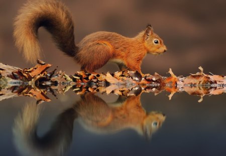 MAN IN THE MIRROR - reflections, wildlife, autumn, red squirrel, woodland creatures, rodents, water, leaves