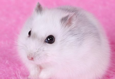 IN THE PINK - pets, hamsters, white, rodents, pink, animals