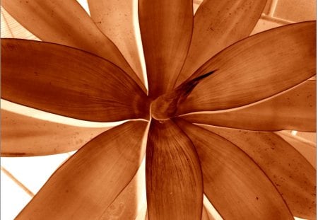 Agave in brown - agave, abstract, brown, 3D and CG, HD, plant