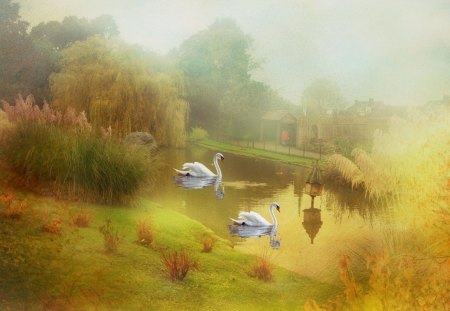 SWANS IN THE MIST - reflections, lakes, swans, artworks, parks, grasses, waterscapes, mist