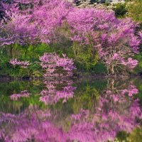 Pinkbud Trees in Bloom Illinois