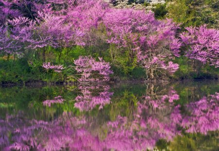 Pinkbud Trees in Bloom Illinois - buds, trees, day, daylight, water, nature, forest, reflection, river, pink, green, grass