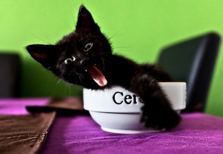 All mine ... - table, pot, tongue, cat