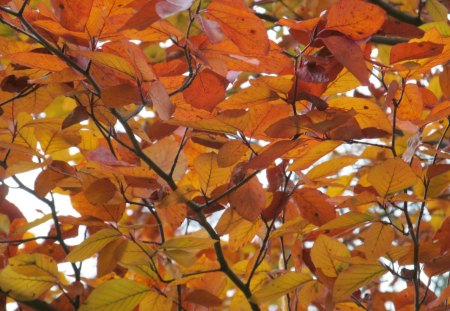 Autumn Gold - leaves, trees, foliage, autumn