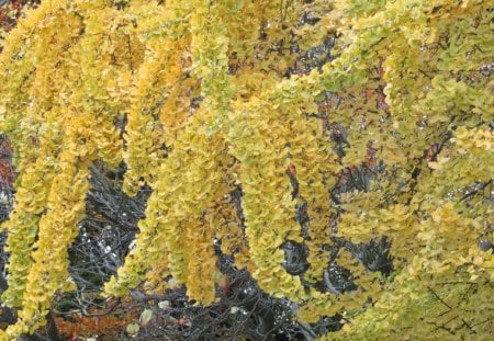 Autumnal Yellow - leaves, autumn, trees, foliage