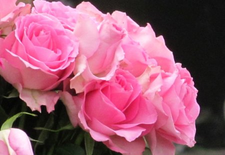 Beautiful Pink - flowers, plants, roses, petals