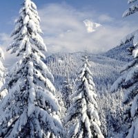 Snow Covered Evergreens Mt. Hood, Oregon