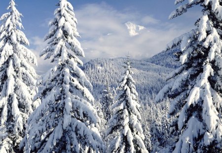 Snow Covered Evergreens Mt. Hood, Oregon