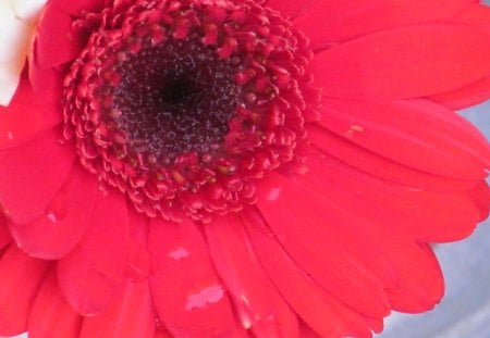 Red Centre - flowers, red, floral, plants