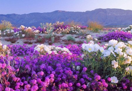 FIELD OF DREAMS - flowers, horizons, purple, landscapes, mountains