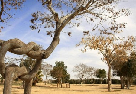 REEF KNOT - branches, trees, parks, phenomena, horizons