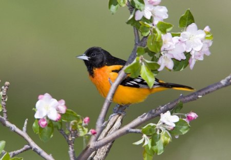 YELLOW BIRD - flowers, black, trees, blossoms, birds, yellow, spring