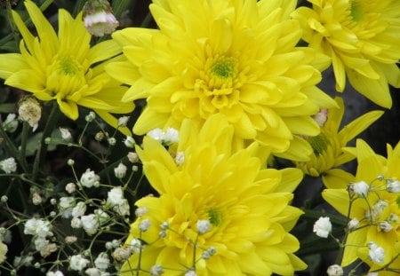 Yellow Burst - flowers, yellow, plants, flora