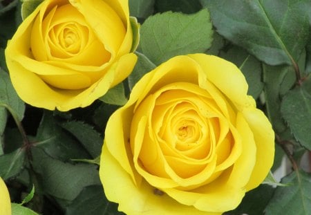 Yellow Rose Hearts - roses, yellow, petals, flora