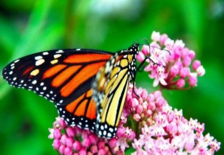 REGAL MONARCH - insects, gardens, flowers, milkweed, butterflies