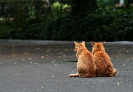 two of a kind - orange, kittys, two