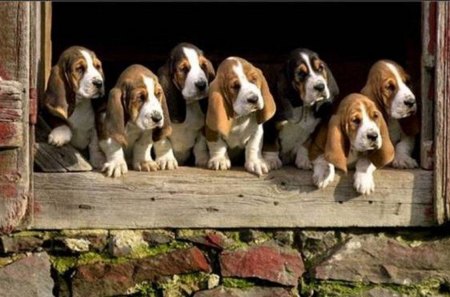 WE ARE WAITING FOR A NICE FAMILY - beagle, dog