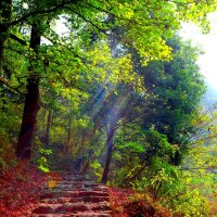 FOREST TRAIL