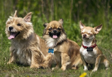 *** The Three Musketeers ...?*** - animals, dogs, gras, friends, dog