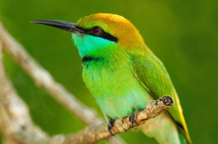 *** Beautiful green bird *** - animals, bird, birds, green, colorful