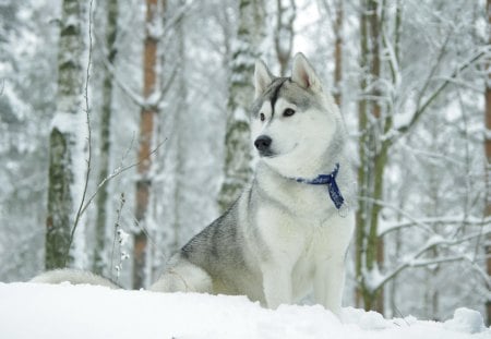 *** Syberian Husky in winter *** - husky, dogs, dog, animals, syberian