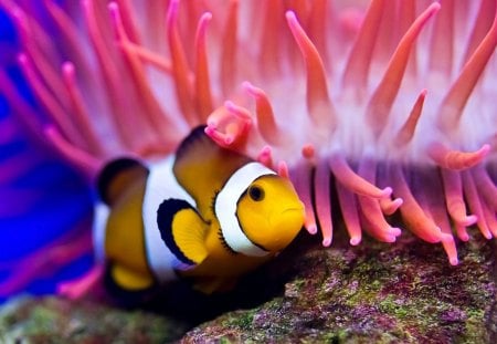 *** Clownfish *** - colorful, clownfish, fish, animals