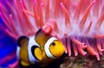 *** Clownfish ***