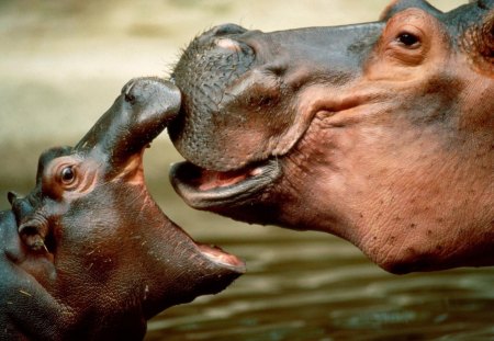 *** Mom with baby hippo *** - mama, hippo, hippopotamus, baby, animals