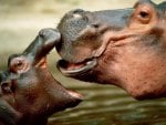 *** Mom with baby hippo ***