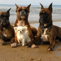 *** Four befriended dogs on the beach ***